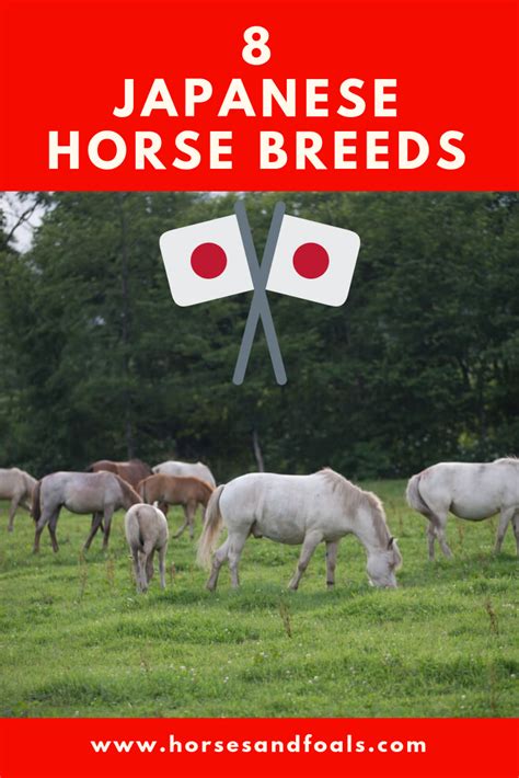 8 JAPANESE HORSE BREEDS THAT YOU SHOULD LEARN ABOUT | Horse breeds ...