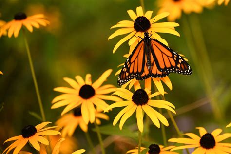New Monarch Butterfly Habitat Coming to Mountain View