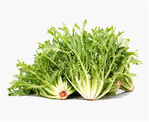 Lettuce – Frisse – Ceylon Super Market
