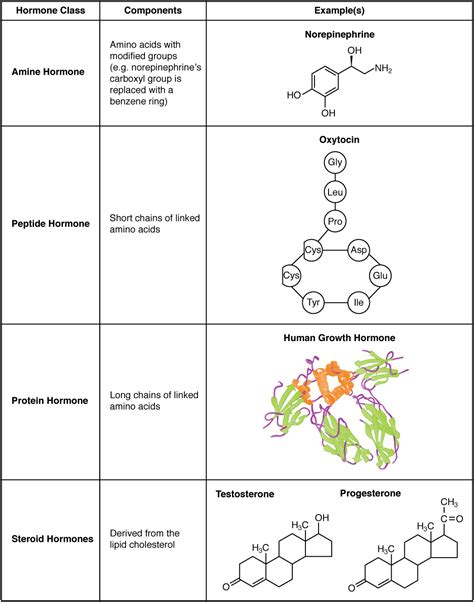 File:1802 Examples of Amine Peptide Protein and Steroid Hormone Structure.jpg - Wikimedia Commons