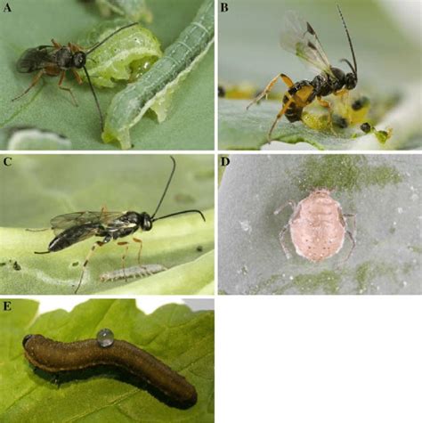 Several species of insect herbivores and parasitoids used in research... | Download Scientific ...