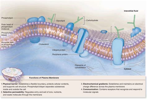 The Cytoplasm | Basicmedical Key