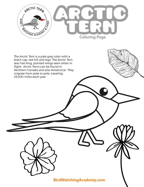 28+ Best stock Arctic Tern Coloring Page : Arctic Tern Sterna Paradisaea Pas De Deux Black And ...