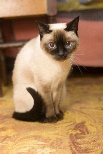 Why Are Siamese Cats Mean – Guide To Behavior & Personality – FAQcats.com