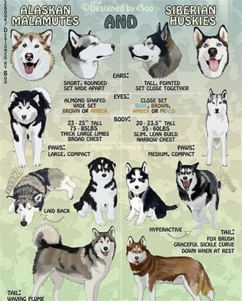 Malamute Vs Husky Vs Wolf