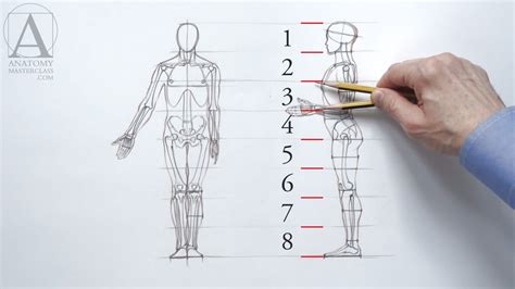 Human Anatomy Proportion Chart Head — H&R Studio | ubicaciondepersonas ...