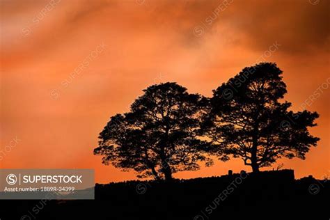 Tree silhouette at sunset - SuperStock