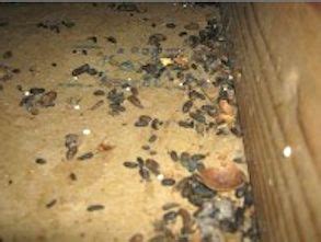 Rat Feces Clean Up in New Jersey | Sanitizing NJ