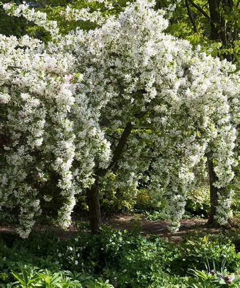 Crabapple tree care and growing guide | Gardeningetc