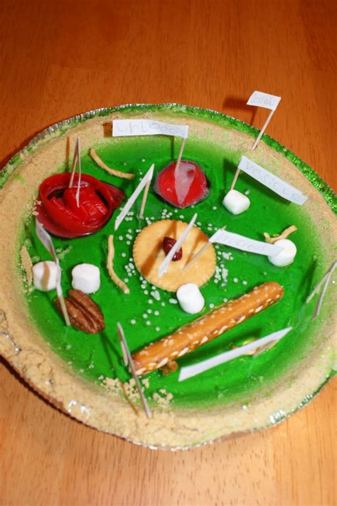 5 edible plant cell project ideas : Biological Science Picture Directory – Pulpbits.net