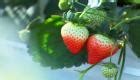 Strawberry Fruit Hd Wallpaper