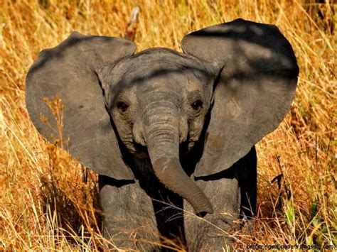 Cute Elephant Desktop Wallpaper | Amazing Wallpapers