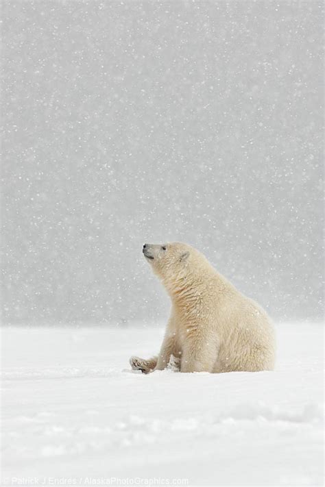 Polar bear cub in falling snow - AlaskaPhotoGraphics