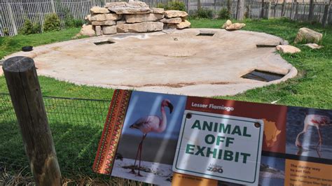 Almost all Abilene Zoo birds off exhibit as precaution for avian flu