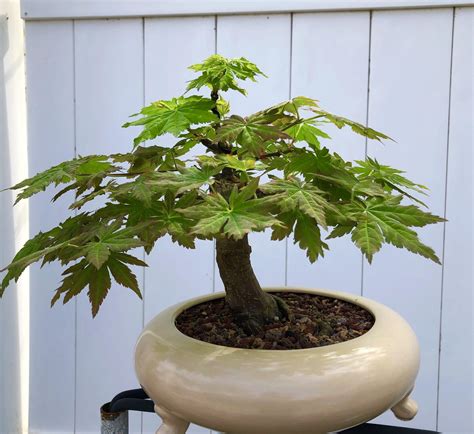 Japanese green maple : r/Bonsai