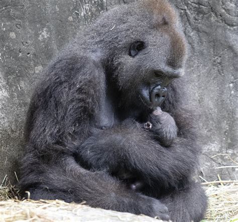 Tiny critically endangered gorilla baby born in New Orleans… | BWCentral