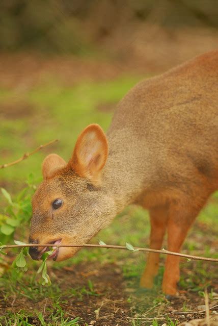 Pudu | Flickr - Photo Sharing!