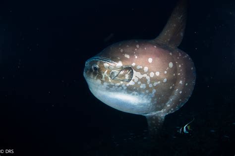 Ocean Sunfish - Mola - Moon Fish — Blue Corner Dive | Freediving | Conservation