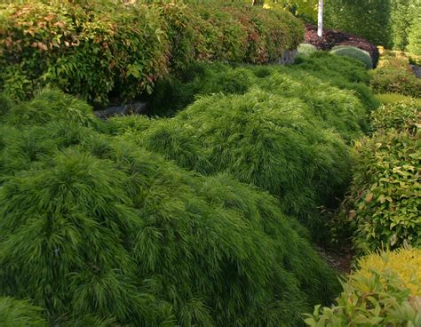 Acacia Cousin Itt - Star® Roses and Plants