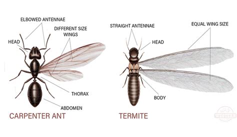 Western Exterminating | Carpenter Ants vs. Termites