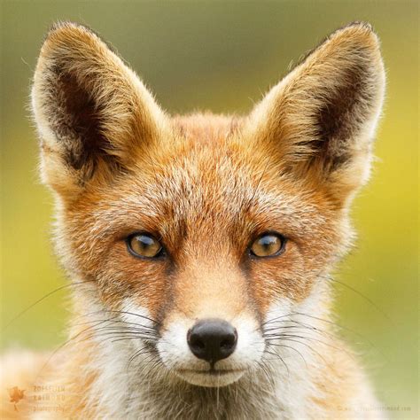 Faces of Foxes- Unique photo portraits of fox personalities