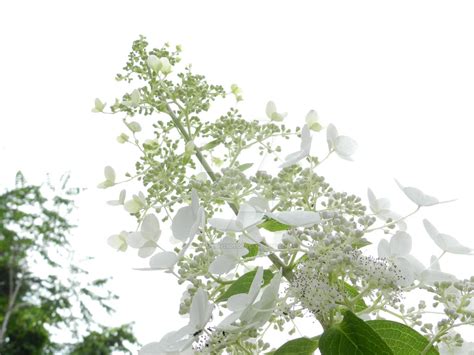 White Hortensia - White clouds by gilgamesh2501 on DeviantArt