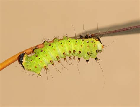 Chinese moon moth (Actias sinensis) caterpillar, fourth in… | Flickr