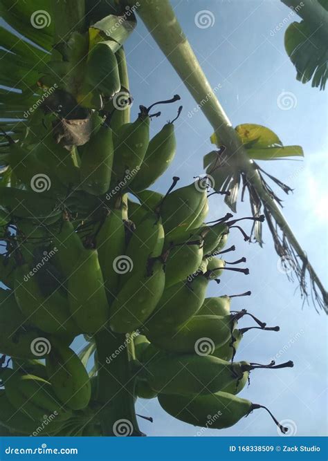 Banana Bunches Tree with Blue Sky Background Stock Image - Image of botany, banana: 168338509