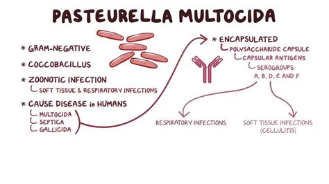 Pasteurella Multocida Symptoms In Humans