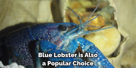 Blue Lobster Symbolism, Meaning, and Totem | Instructions