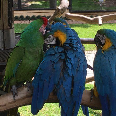 Monte casino bird park (Johannesburg) - 2018 All You Need to Know Before You Go (with Photos ...