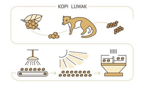 Kopi Luwak Coffee - Secret Behind The Most Expensive Coffee