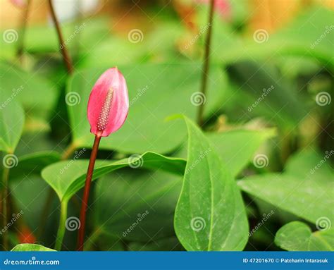 Spadix flower stock photo. Image of plant, green, flower - 47201670