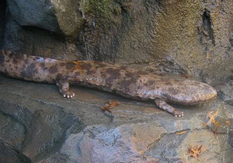 The Jungle Store: Japanese Giant Salamander