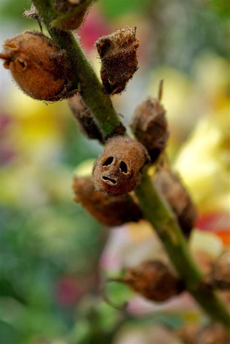 Ritebook: The Antirrhinum¸ Dragon’s Skull | The Execrable Complexion of Snapdragon Seed Pods