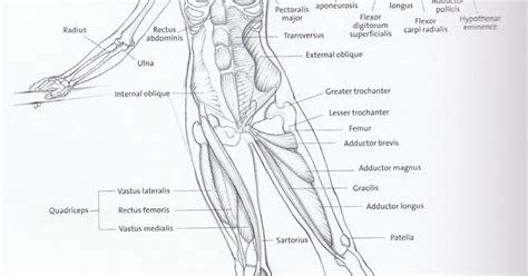 Basic anatomical diagram including bones and major muscle groups for ...