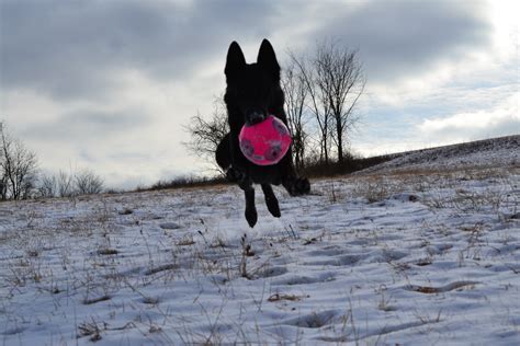 Pittsburgh Dog Training and German Shepherd Dogs – Pittsburgh Dog Training