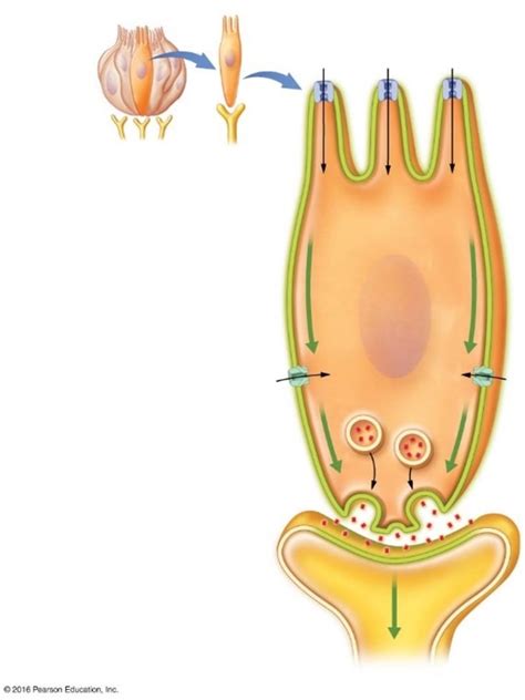 RAT 18 Image 14 Diagram | Quizlet