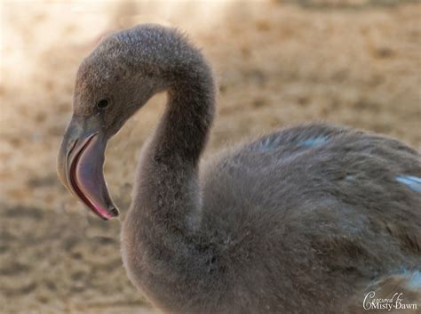 Through A Photographer's Eyes: Day 210 - Baby Flamingo