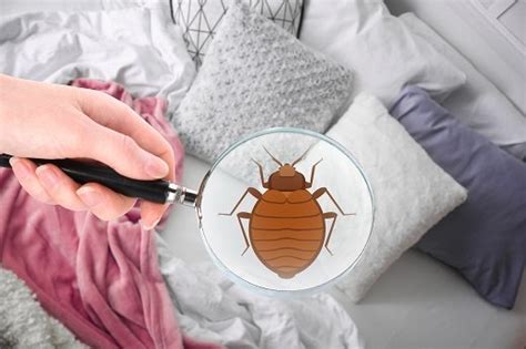 Can You Get Bed Bugs During the Winter? | Pied Piper Bed Bug Control