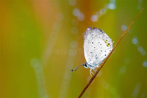 White butterfly stock image. Image of beautiful, small - 46353961