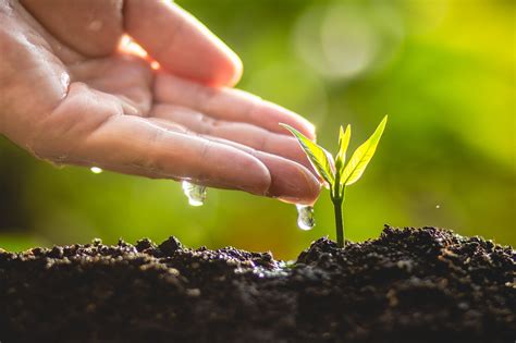 Terra Preta Soil: Uncovering the Mysteries of Earth's Most Fertile Soil