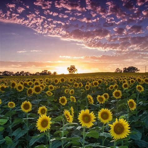 The sunflower state Kansas - USA . Via @blamilton . #luxepicture Kansas Usa, Artist Gallery, Lux ...