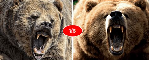 Grizzly Bear vs Kodiak Bear fight comparison, who will win?