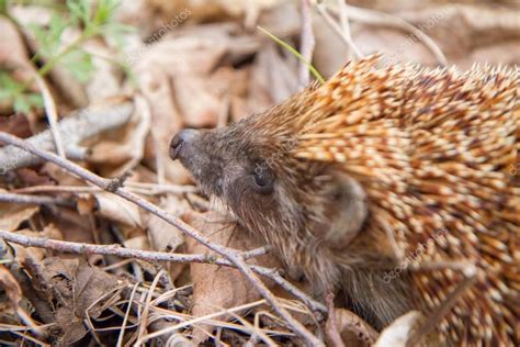 A Hedgehog in a forest - Stock Photo , #AFF, #forest, #Hedgehog, #Photo, #Stock #AD | Forest ...