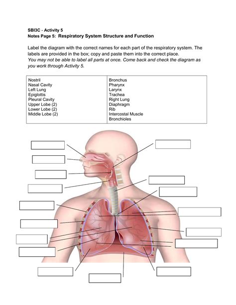 Respiratory System Diagram Labeled With Functions