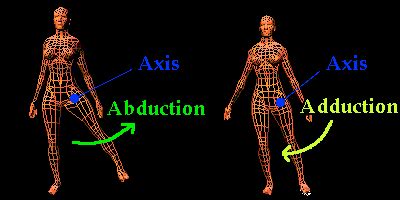 Misunderstanding (femoral) adduction | b-reddy.org