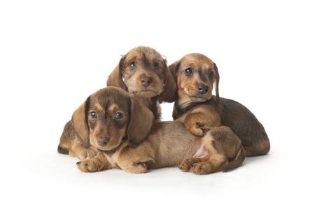 Popular Names For A Dachshund Puppy