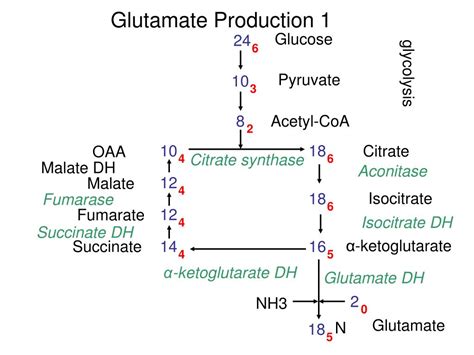 PPT - Acetic Acid and Vinegar Production PowerPoint Presentation, free download - ID:3504027