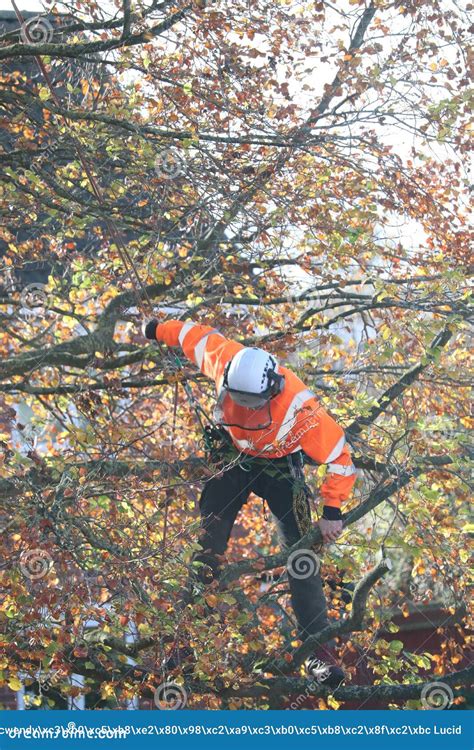 Tree Feller Tree Surgeon Safety at Work Stock Image - Image of tree, safety: 163847597